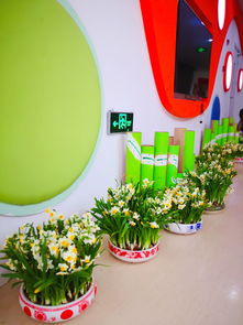 金盞銀臺香滿園,陽春三月賞水仙 金蘋果幼兒園水仙花節(jié)系列活動